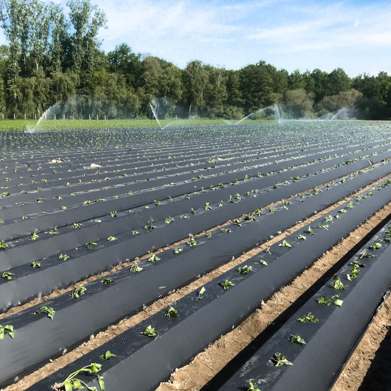 The use of bio-foil explained